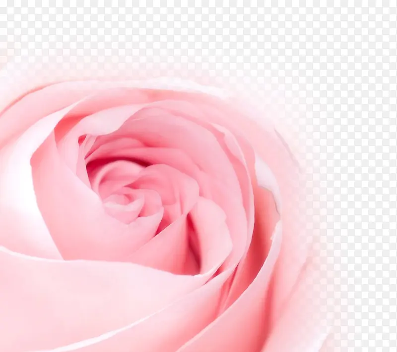 粉色卡通唯美甜美花朵玫瑰