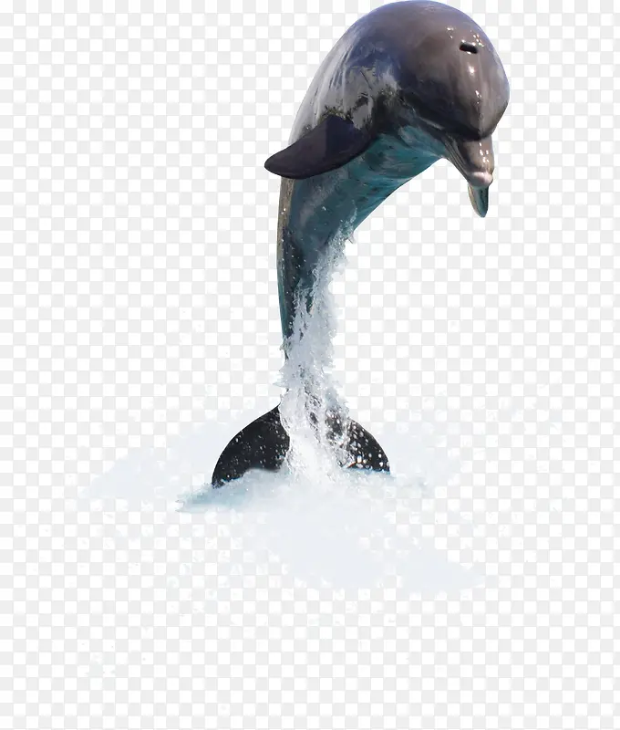 海豚