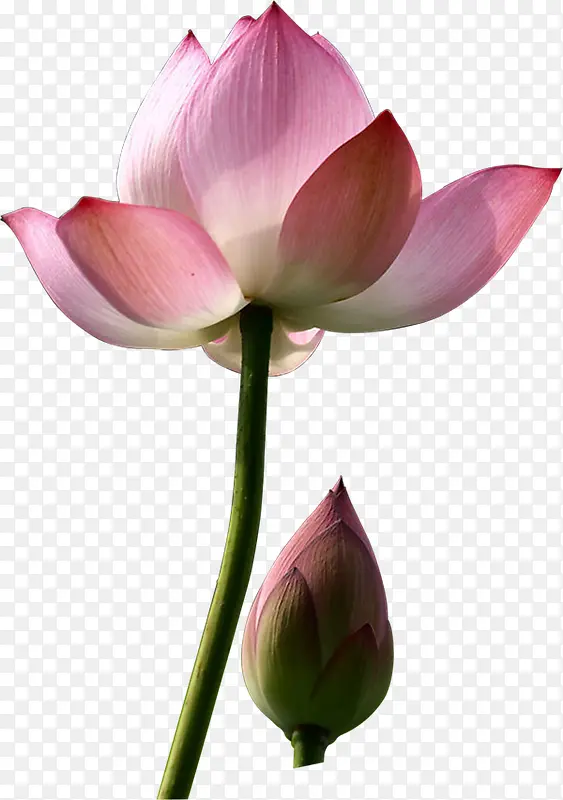 粉色莲花原创花朵