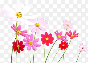 粉色唯美绚丽花朵