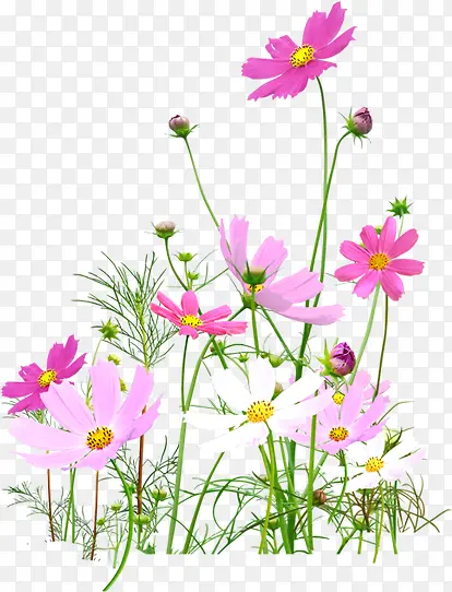 粉色手绘花朵郊外植物