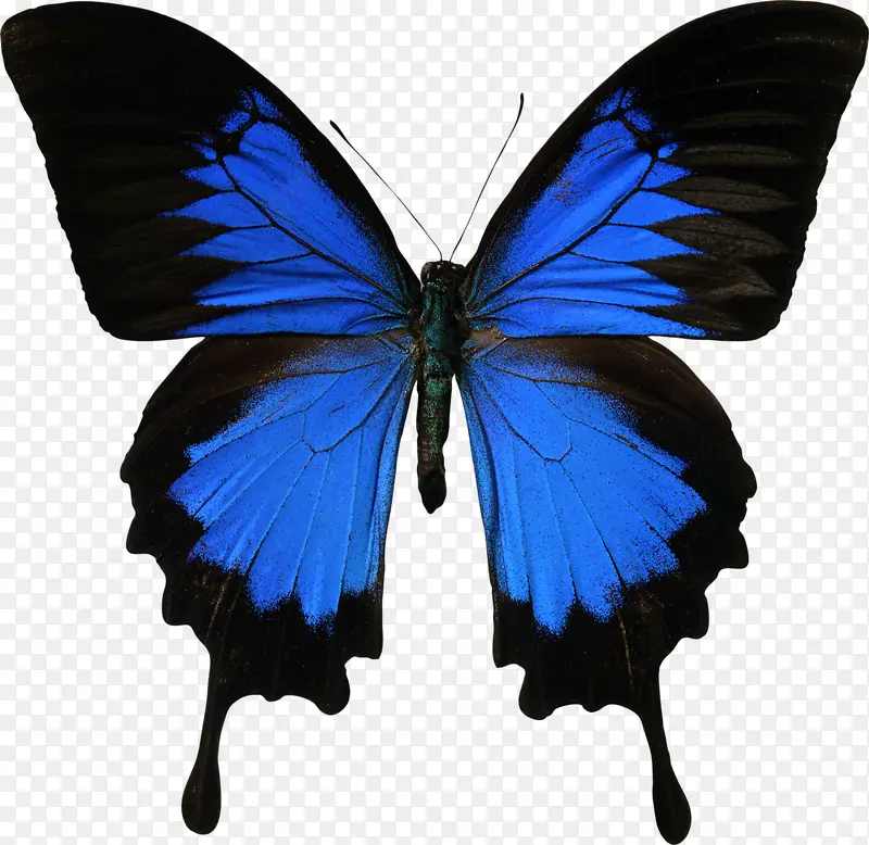 蓝色蝴蝶装饰图片