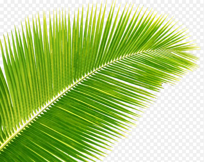 绿色植物棕榈叶子