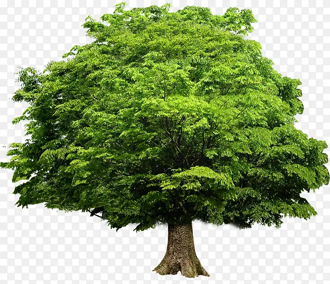 树木绿色植物效果