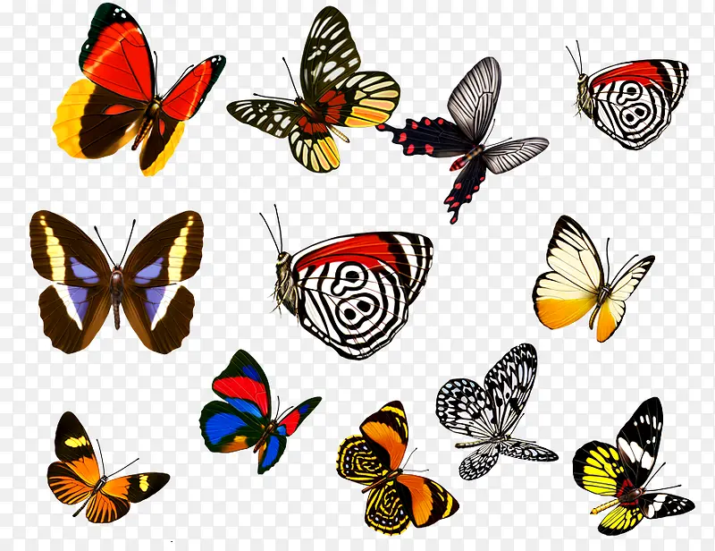 各种蝴蝶装饰图片