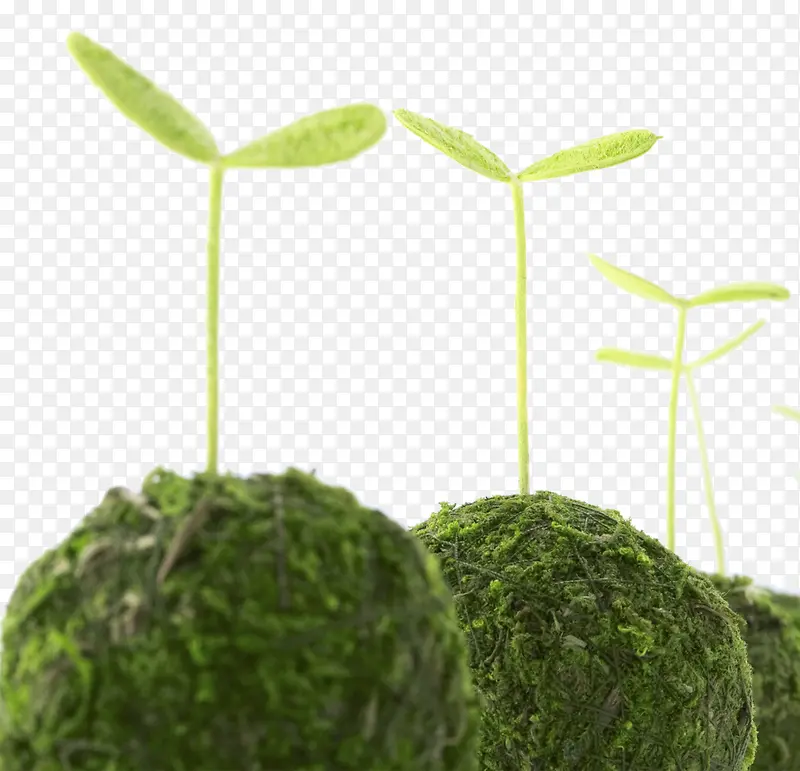 绿色植物