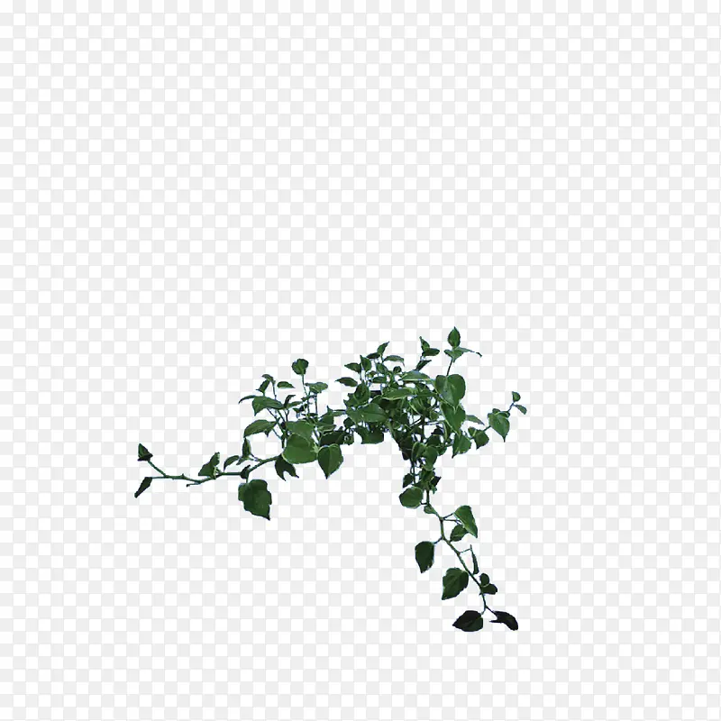 花叶