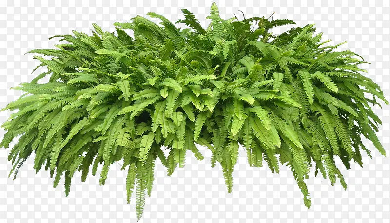 一丛绿草