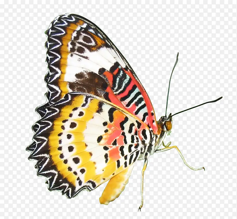 彩色蝴蝶装饰图片