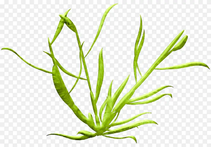 绿草