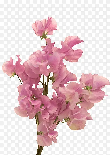粉色花朵精美png素材花韵