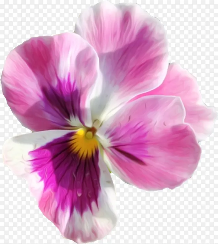 紫色的花