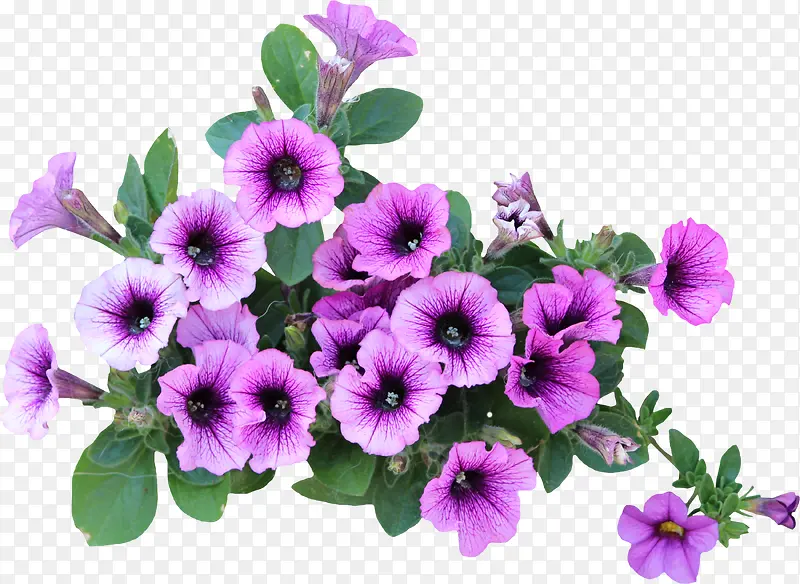 紫色喇叭花
