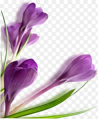 紫色植物花朵服装海报