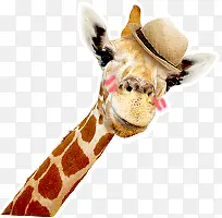 戴帽子的可爱长颈鹿