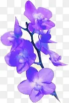 紫色唯美浪漫卡通花朵