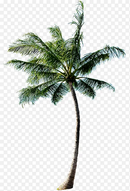 风景沙滩海边椰子树