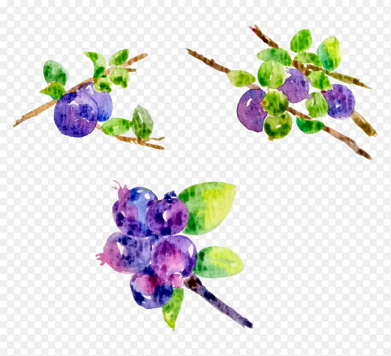 手绘花卉紫色果实插画水彩