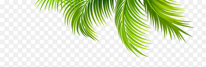 创意海边绿色的棕榈树