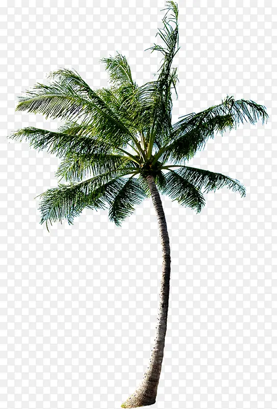 沙滩度假海边椰子树