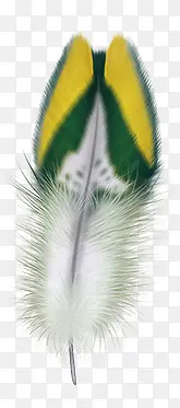 黄绿羽毛装饰