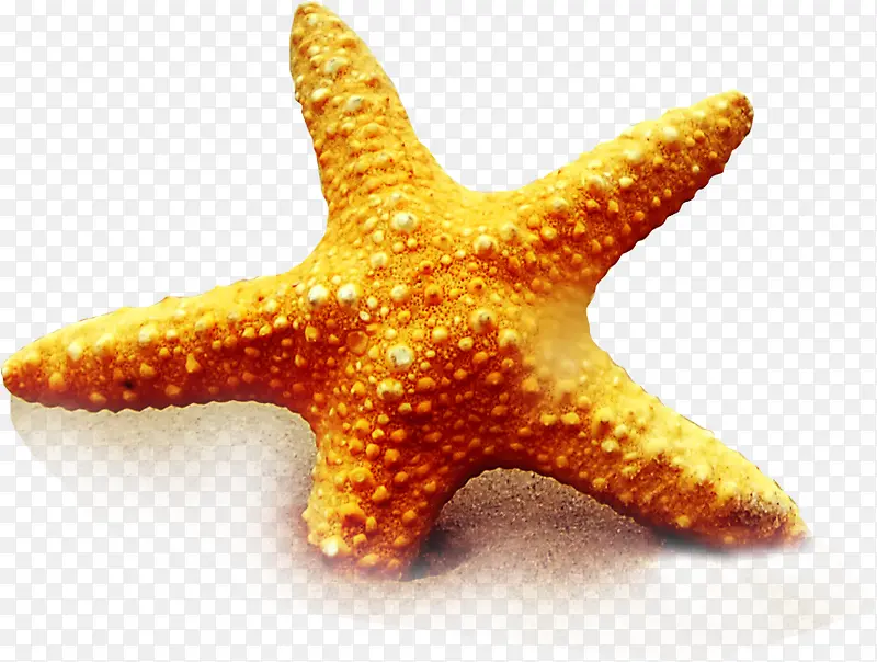 黄色沙滩海边海星
