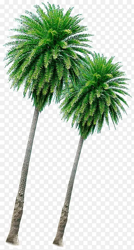 热带椰树