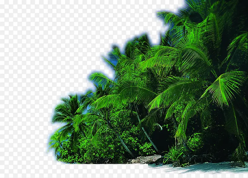 海边沙滩摄影椰子树