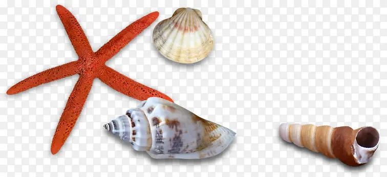 沙滩海边海星设计贝壳