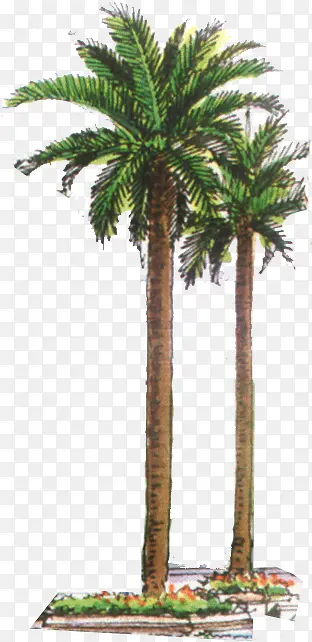 在海边的椰子树手绘