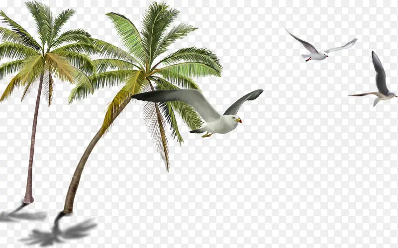 海边风景棕榈树飞翔的海鸥