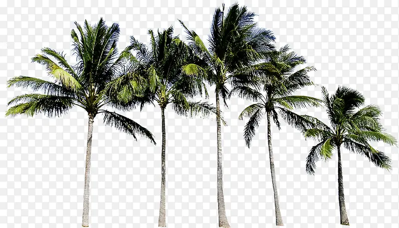 椰树高大沙滩海边