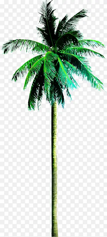 高清摄影海边的棕榈树