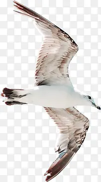 飞翔海报海鸥设计