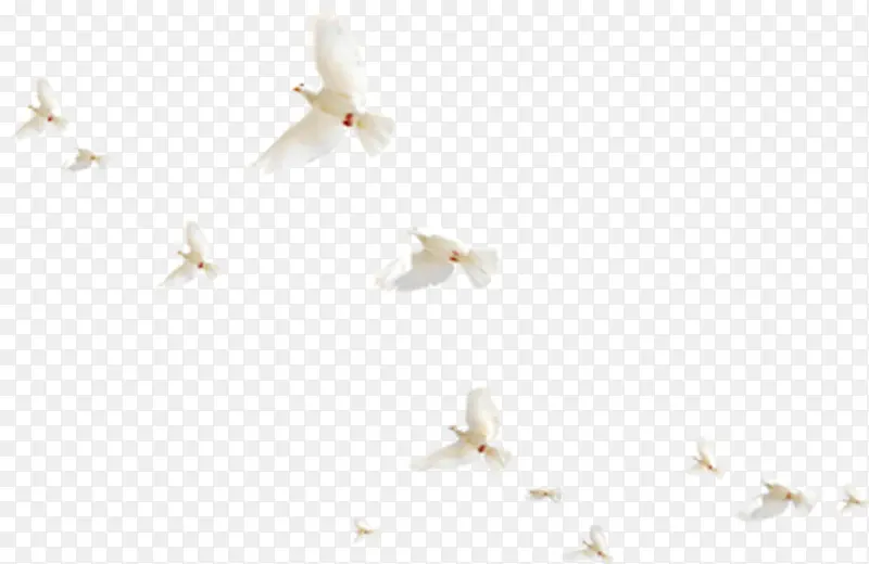 白色和平鸽飞翔效果
