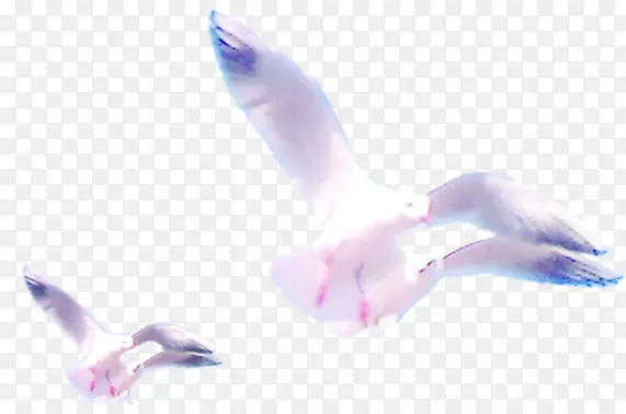 白色和平鸽飞翔效果图