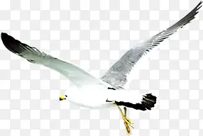 飞翔白色海鸥效果