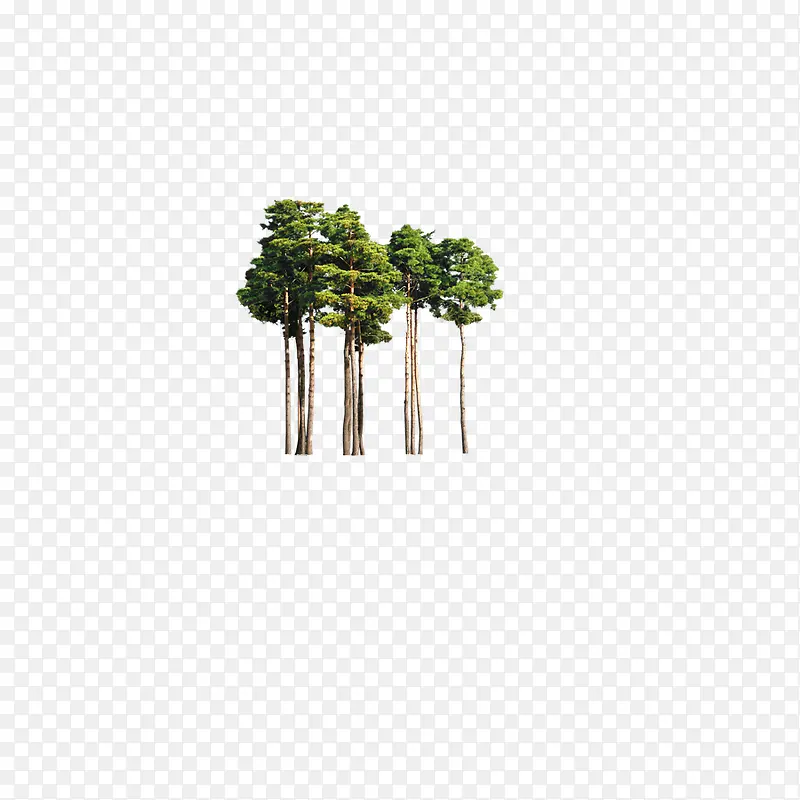 数木