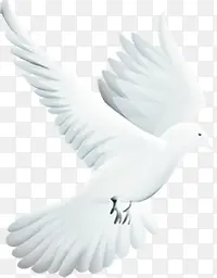 白色手绘飞翔和平鸽造型