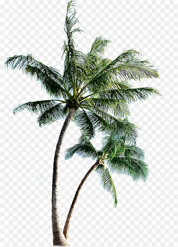 手绘卡通沙滩椰子树