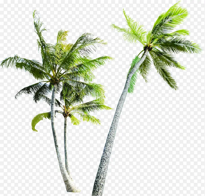 手绘海报植物棕树沙滩