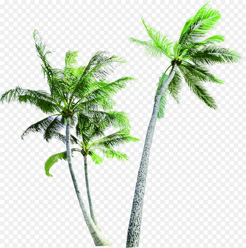 夏日海报植物棕树沙滩绿色