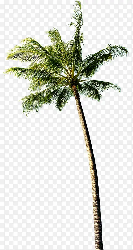 植物卡通海报效果沙滩椰子树