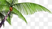 设计卡通海报植物椰子树沙滩