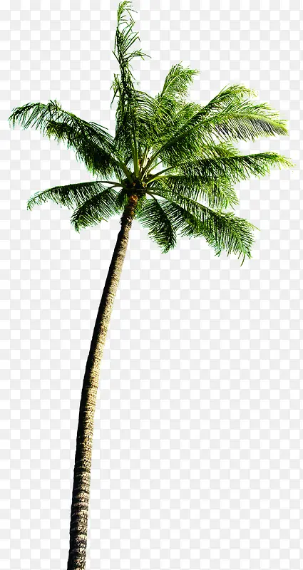 设计夏日海报卡通沙滩椰子树