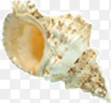 海螺贝壳