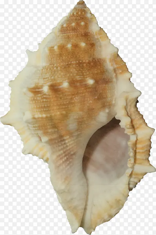 海螺贝壳