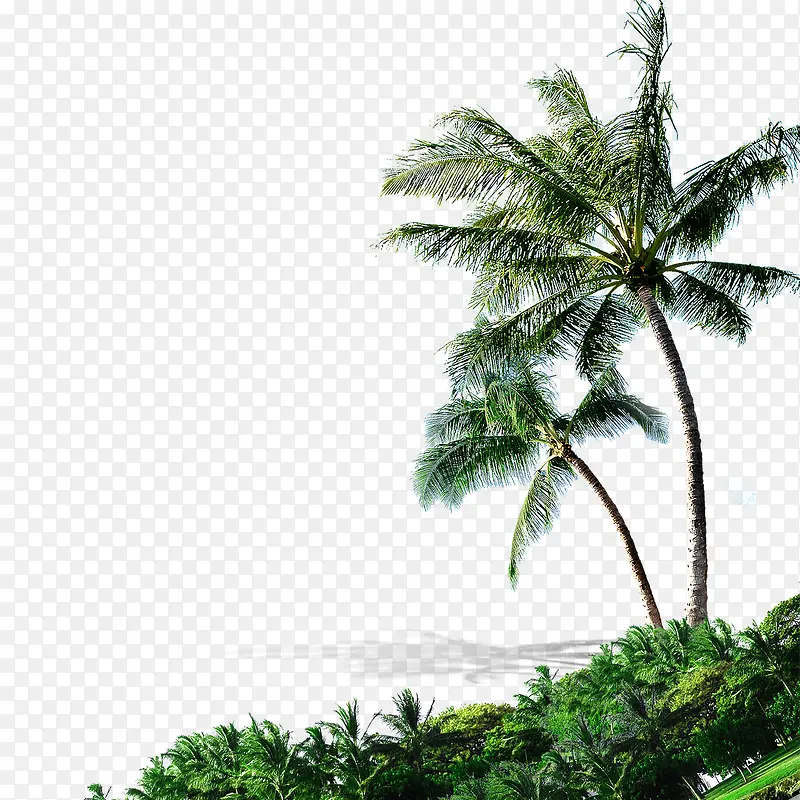 椰子树木