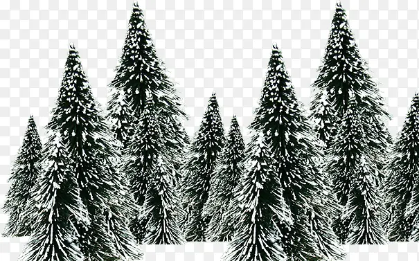 雪地里松树