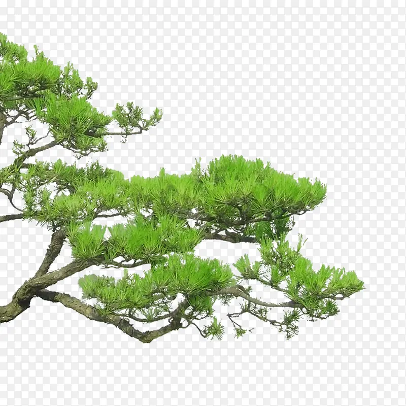 松树枝PNG图片素材下载_图片编号qpekmgnp-免抠素材网